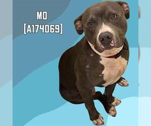 American Pit Bull Terrier Dogs for adoption in Tulsa, OK, USA