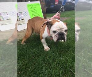 Bulldog Dogs for adoption in aurora, IL, USA