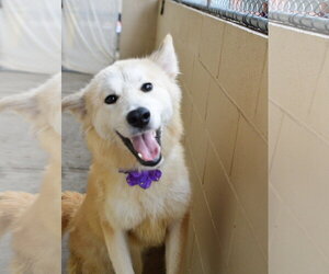 Golden Pyrenees Dogs for adoption in McKinney, TX, USA