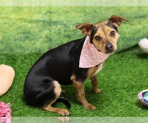 Chihuahua-Unknown Mix Dogs for adoption in Placerville, CA, USA