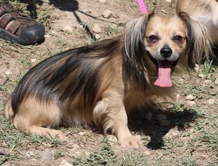 Medium Photo #1 Cavalier King Charles Spaniel Puppy For Sale in Bandera, TX, USA