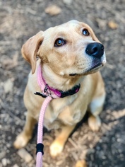 Golden Labrador Dogs for adoption in Rockaway, NJ, USA