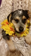 Medium Photo #1 Mutt Puppy For Sale in Von Ormy, TX, USA