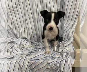 American Pit Bull Terrier-Unknown Mix Dogs for adoption in Modesto, CA, USA