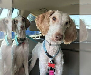 Mutt Dogs for adoption in Lakewood, CO, USA
