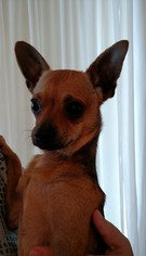 Chihuahua Dogs for adoption in Helotes, TX, USA