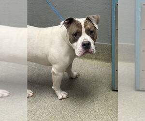 Mutt Dogs for adoption in Las Vegas, NV, USA