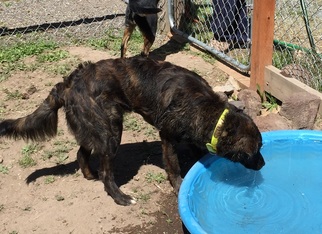 Collie-Unknown Mix Dogs for adoption in Alturas, CA, USA