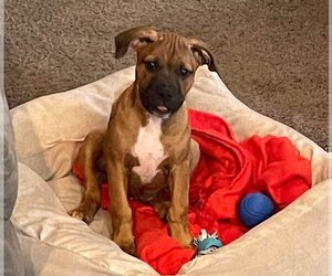 Boxer-Unknown Mix Dogs for adoption in Des Moines, IA, USA