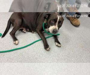 American Pit Bull Terrier Dogs for adoption in Ocala, FL, USA