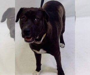 Labrador Retriever Dogs for adoption in San Diego, CA, USA