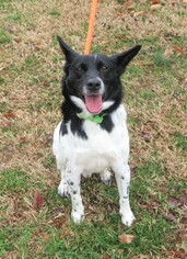 Australian Shepherd Dogs for adoption in Franklin, TN, USA