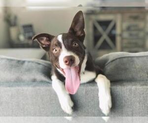 Border Collie Dogs for adoption in Fresno, CA, USA