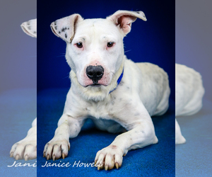 American Pit Bull Terrier-Unknown Mix Dogs for adoption in Tupelo, MS, USA