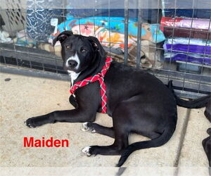 Mutt Dogs for adoption in Farmerville, LA, USA