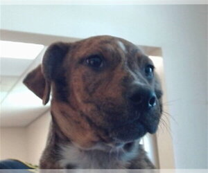 Mutt Dogs for adoption in Sacramento, CA, USA
