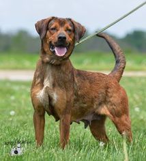 Chesapeake Bay Retriever Dogs for adoption in Knoxville, IA, USA