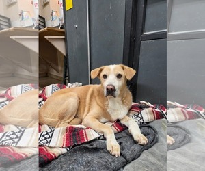Labrador Retriever-Unknown Mix Dogs for adoption in El Centro, CA, USA