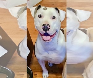 American Pit Bull Terrier-Unknown Mix Dogs for adoption in Germantown, OH, USA