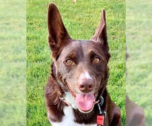 Sheprador Dogs for adoption in Emmett, ID, USA