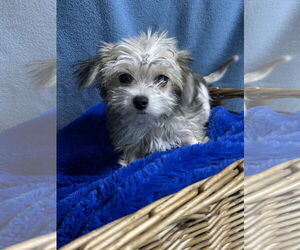 Chiranian Dogs for adoption in Pacolet, SC, USA