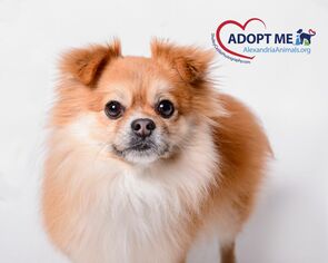 Pomeranian Dogs for adoption in Alexandria, VA, USA