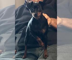 Miniature Pinscher Dogs for adoption in Sistersville, WV, USA