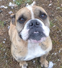 Bulldog Dogs for adoption in Cochran, GA, USA