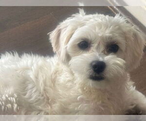 Maltese Dogs for adoption in springfield, VA, USA