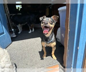 Meagle Dogs for adoption in Salt Lake City, UT, USA