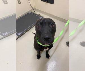 American Pit Bull Terrier Dogs for adoption in Fremont, CA, USA