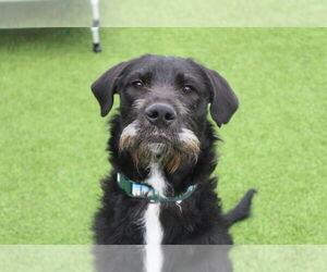 Mutt Dogs for adoption in Chestertown, MD, USA