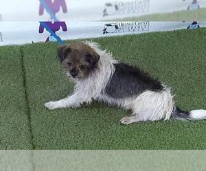 Rat Terrier-Unknown Mix Dogs for adoption in Orlando, FL, USA