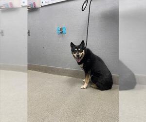 German Shepherd Dog-Siberian Husky Mix Dogs for adoption in Las Vegas, NV, USA