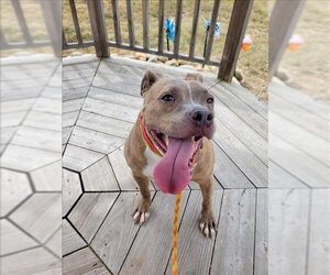 American Pit Bull Terrier Dogs for adoption in Louisville, KY, USA