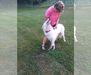 Medium Photo #1 Great Pyrenees Puppy For Sale in Harrisville, WV, USA