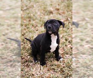 American Pit Bull Terrier Dogs for adoption in Tallahassee, FL, USA