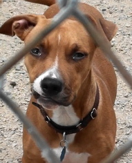 Bully Basset Dogs for adoption in Salt Lake City, UT, USA