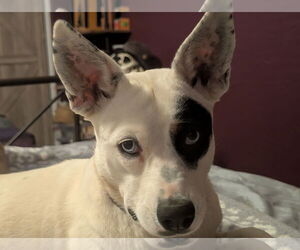 Mutt Dogs for adoption in Chandler, AZ, USA