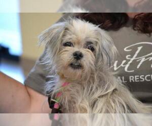 Shih Tzu Dogs for adoption in Florence, KY, USA