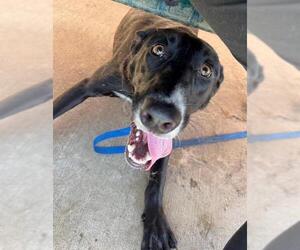 Border Collie-Unknown Mix Dogs for adoption in Modesto, CA, USA