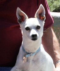 Jack-Rat Terrier Dogs for adoption in Evergreen, CO, USA
