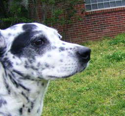 Dalmatian-Unknown Mix Dogs for adoption in New Bern, NC, USA
