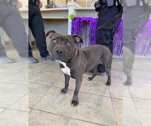 American Staffordshire Terrier-Unknown Mix Dogs for adoption in San Antonio, TX, USA