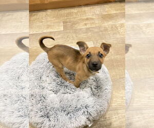 Mutt Dogs for adoption in San Diego, CA, USA