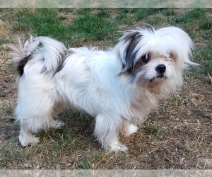Chiranian Dogs for adoption in Olalla, WA, USA