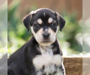 Labrador Retriever-Unknown Mix Dogs for adoption in San Diego, CA, USA