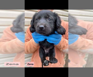Labrador Retriever-Unknown Mix Dogs for adoption in New York, NY, USA