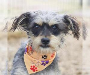 - Mix Dogs for adoption in San Antonio, TX, USA