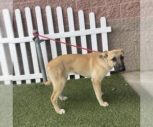 German Shepherd Dog-Unknown Mix Dogs for adoption in Modesto, CA, USA